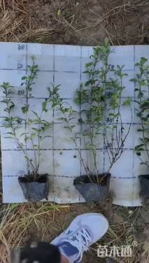 高度40厘米六月雪