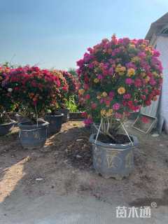 高度280厘米三角梅