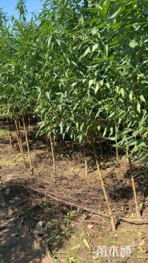 高度180厘米桃树小苗