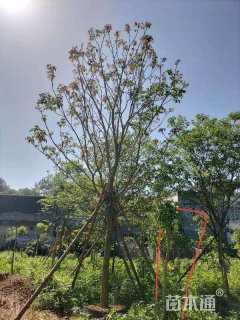 12公分紫花风铃木