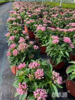 高度20厘米五星花