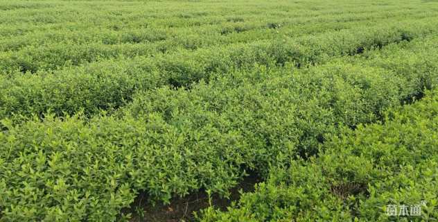 高度30厘米春鹃