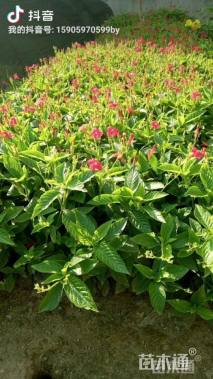 高度20厘米大花芦莉