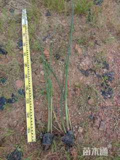 高度50厘米水葱