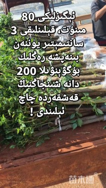 高度80厘米三角梅