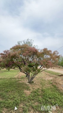 高度500厘米丛生黄栌