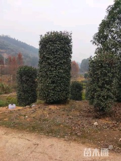 高度300厘米红叶石楠柱