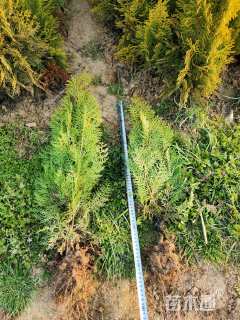 高度50厘米洒金柏