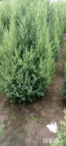 高度100厘米刺柏