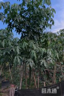 1公分澳洲火焰木