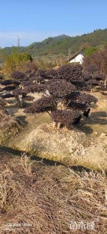 20公分造型红花继木桩