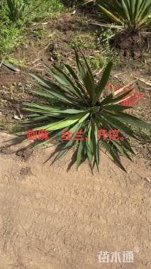 高度40厘米丝兰