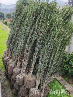 高度20厘米直立冬青