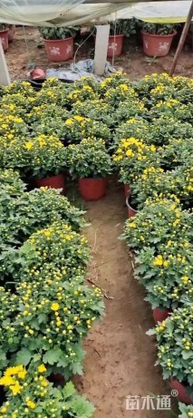 高度20厘米千头菊