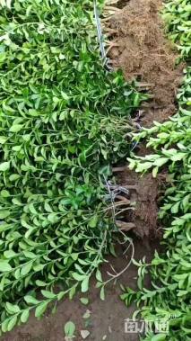 高度40厘米大叶黄杨