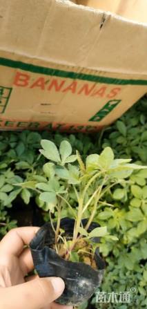 高度10厘米醉蝶花