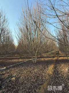 高度600厘米丛生美国红枫