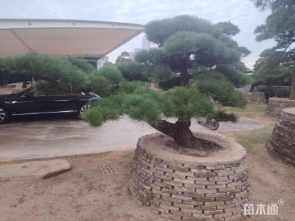 高度350厘米黑松