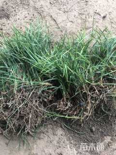 高度20厘米细叶麦冬草