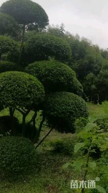 10公分造型小叶女贞