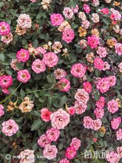 高度35厘米月季