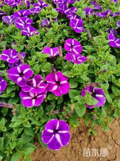 高度20厘米牵牛