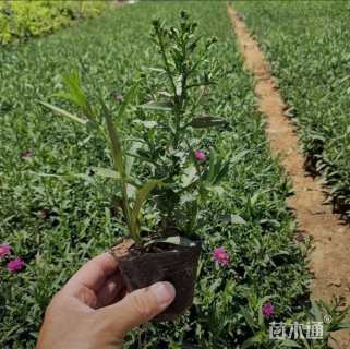 高度25厘米荷兰菊