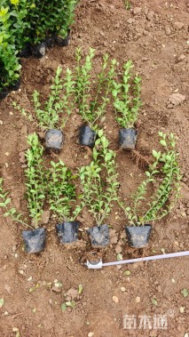 高度50厘米冬青卫矛