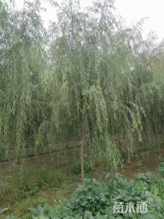 9公分漳河柳