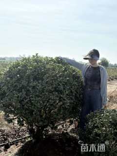 冠幅200厘米无刺枸骨球