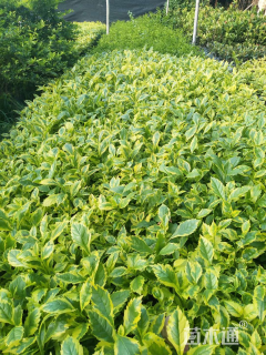 高度30厘米金叶假连翘