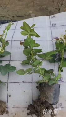 高度20厘米月季