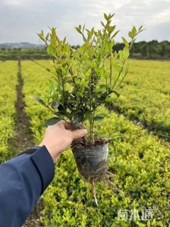 高度40厘米金森女贞