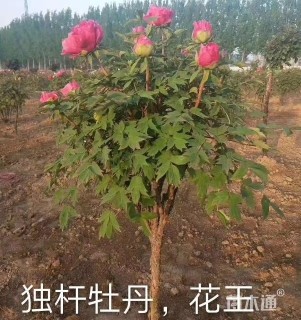 高度80厘米牡丹