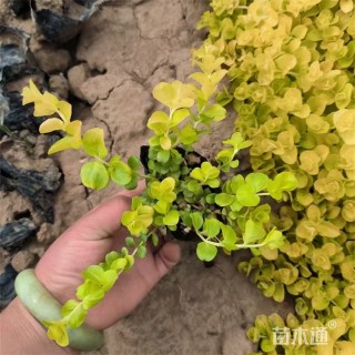 高度20厘米金叶过路黄