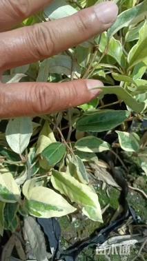 高度25厘米胡颓子