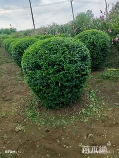 冠幅100厘米小叶女贞球