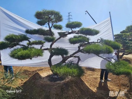 35公分造型油松