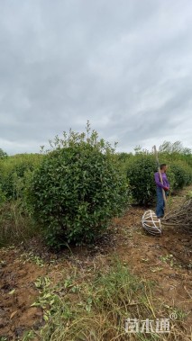 冠幅150厘米红叶石楠球