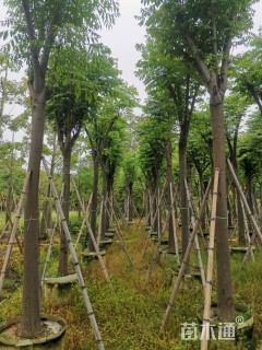 12公分黄山栾树