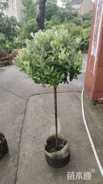 高度50厘米菲油果