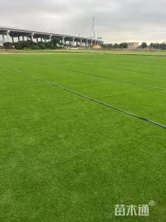 草毯状夏威夷草