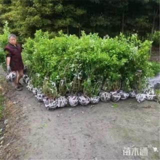 高度40厘米欧洲木绣球