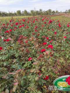 高度30厘米月季小苗