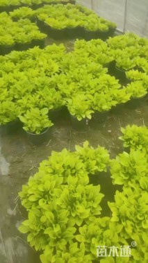 高度20厘米玉簪