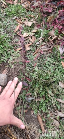主蔓长50厘米小叶扶芳藤