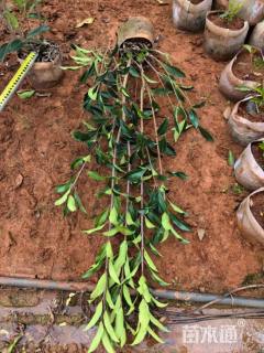 高度120厘米法国冬青