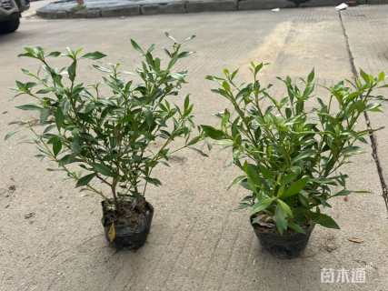 高度40厘米小叶栀子