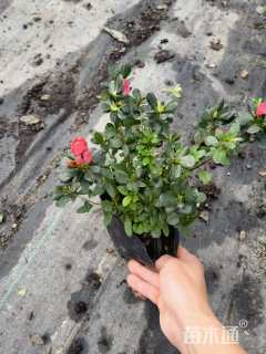 高度20厘米西洋杜鹃