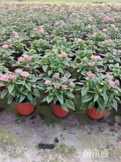 高度20厘米五星花